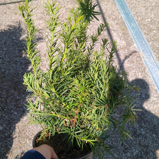 Taxus Media Densiformia