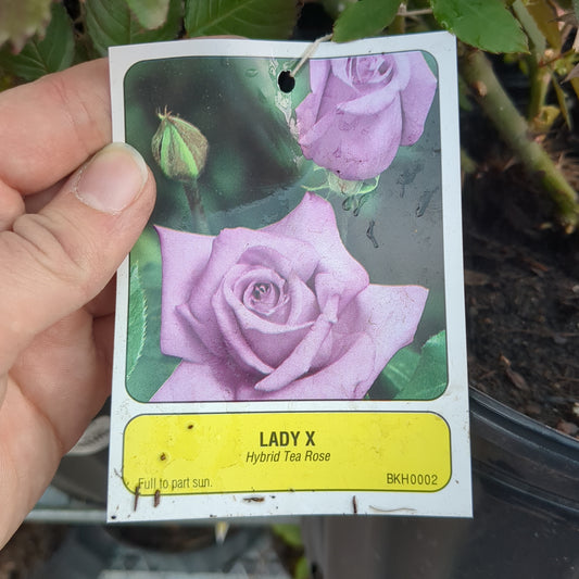 Lady X Hybrid Tea Rose
