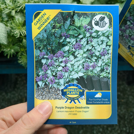 Purple Dragon Deadnettle - 1 Gallon