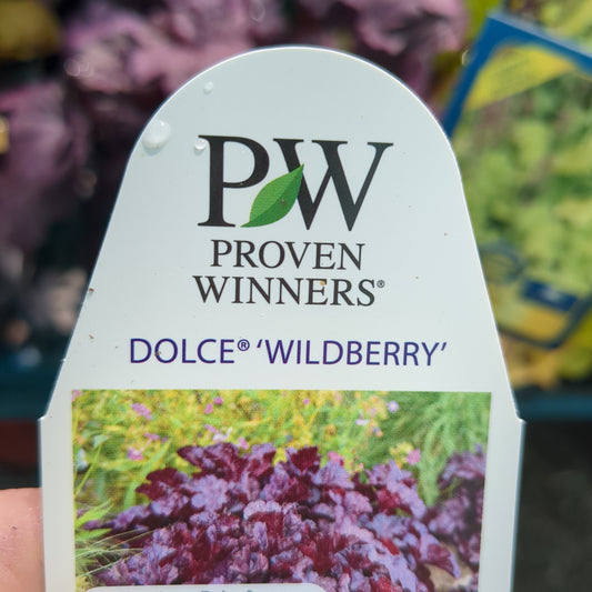 Dolce Wildberry