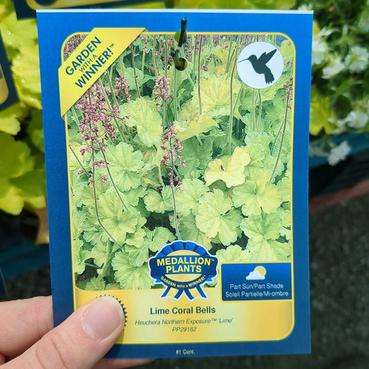 Lime Coral Bells