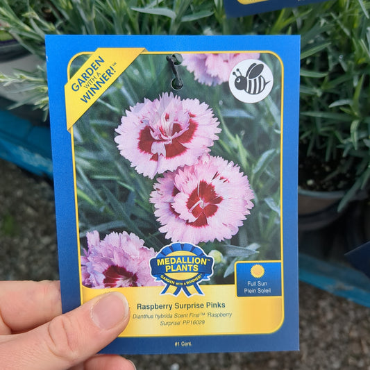 Raspberry Surprise Pinks
