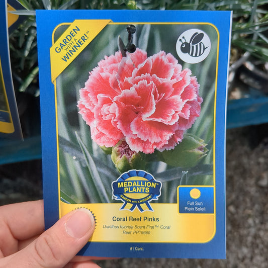 Coral Reef Pinks