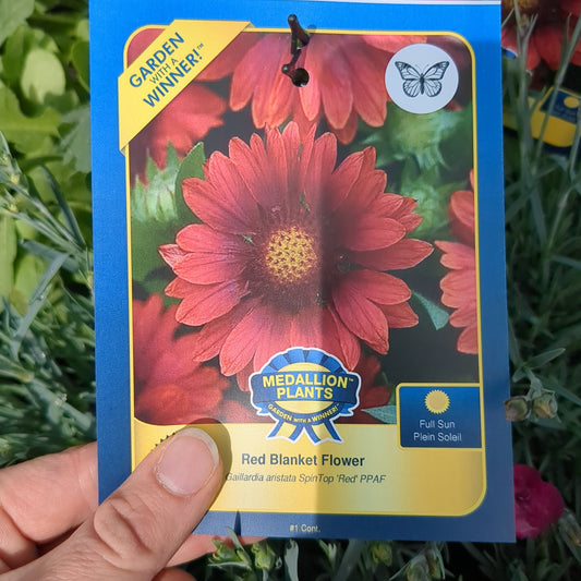 Red Blanket Flower