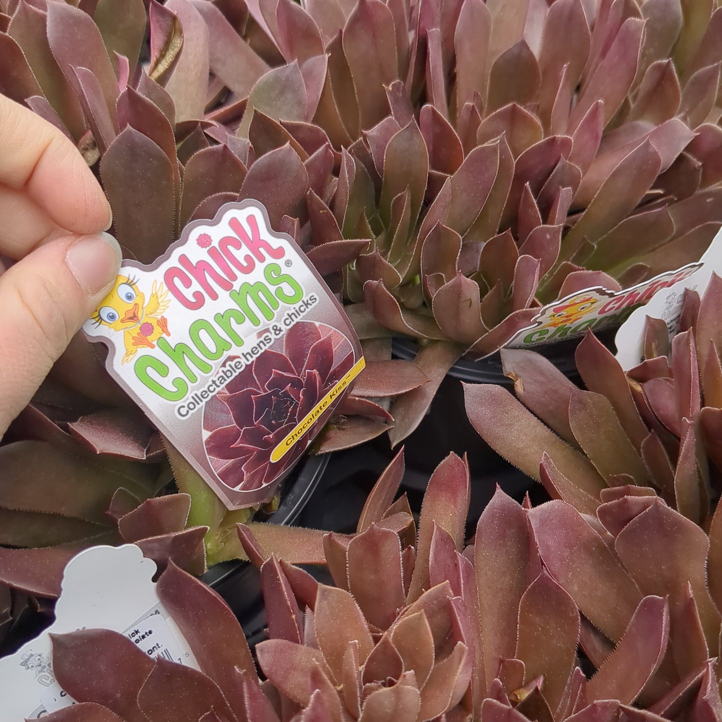 Chocolate Kiss Hens and Chicks Niagara Fresh Market