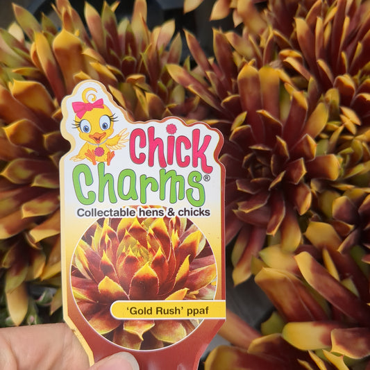Gold Rush Hens and Chicks