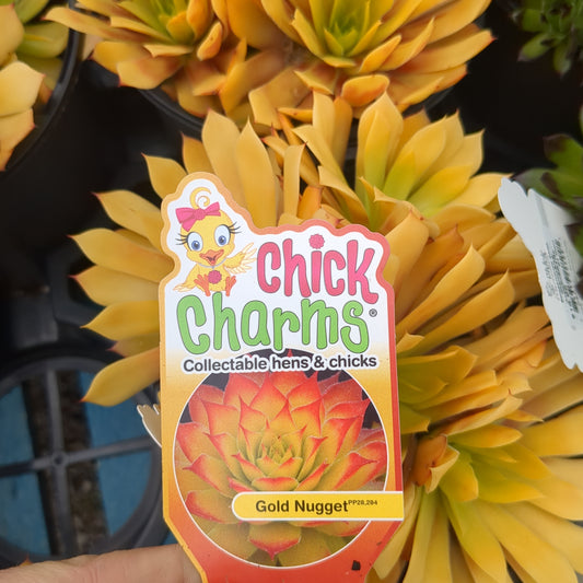 Gold Nugget Hens and Chicks