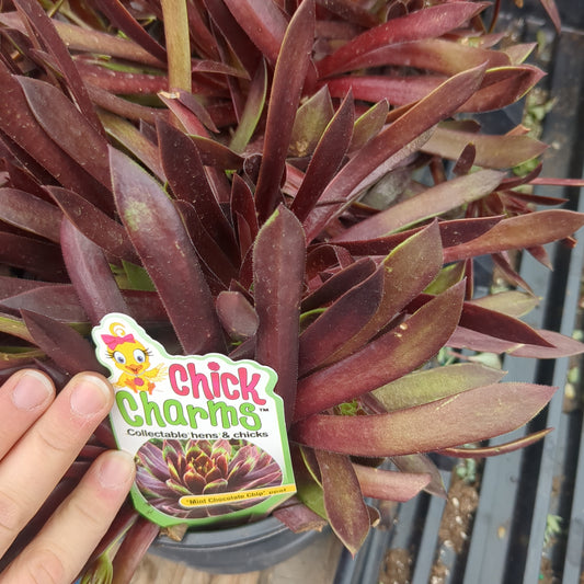 Mint Chocolate Chip Hens and Chicks