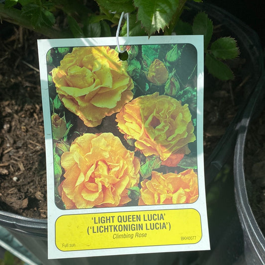 Light Queen Lucia Climbing Rose