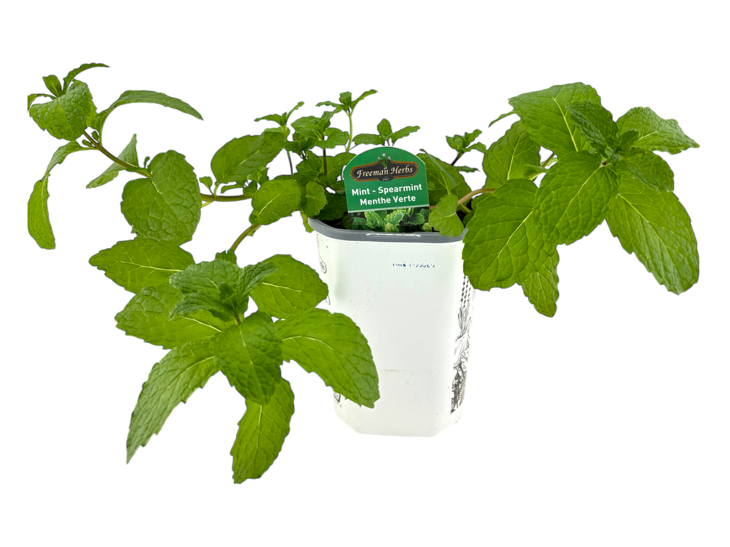 4" Mint