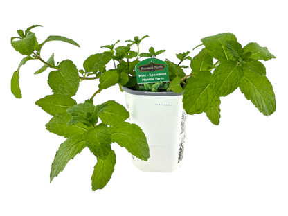 4" Mint