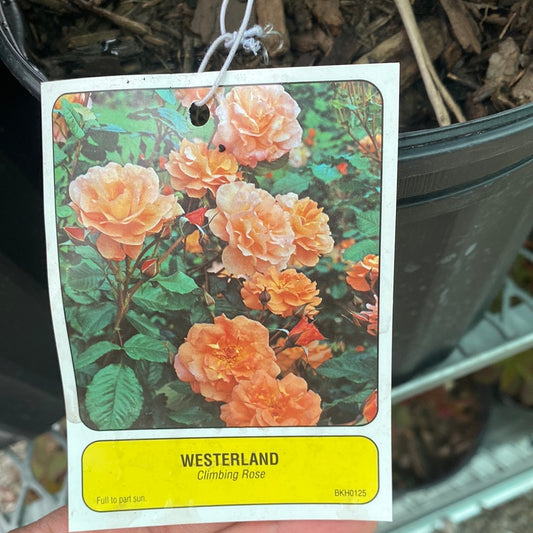 Westerland climbing rose
