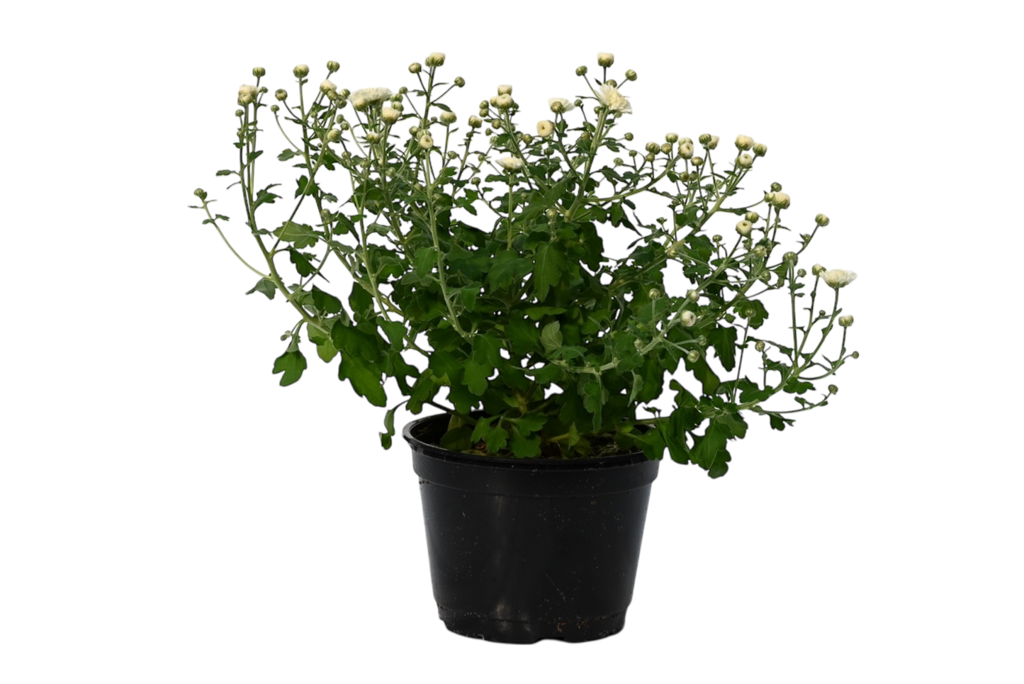 6” potted mum