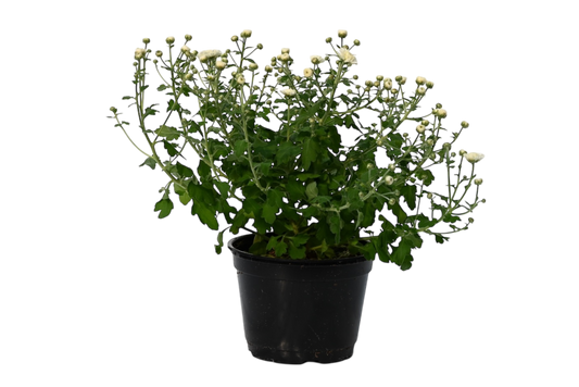 6” potted mum