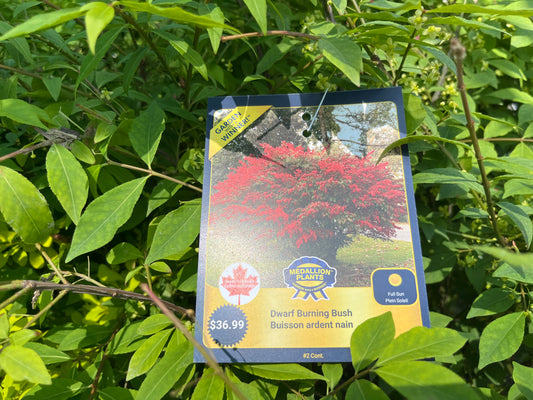 Dwarf Burning Bush