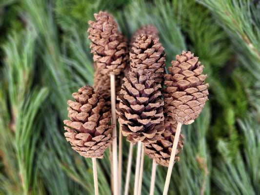 Regular Pine Cones -Natural