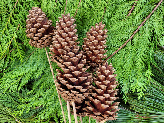 Large Pine Cones - Natural