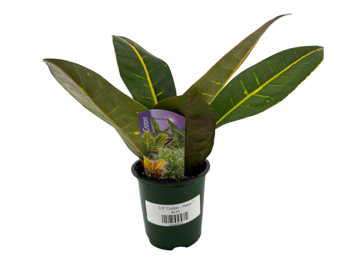 3.5" Croton - Petra