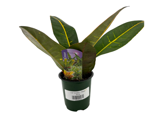 3.5" Croton - Petra