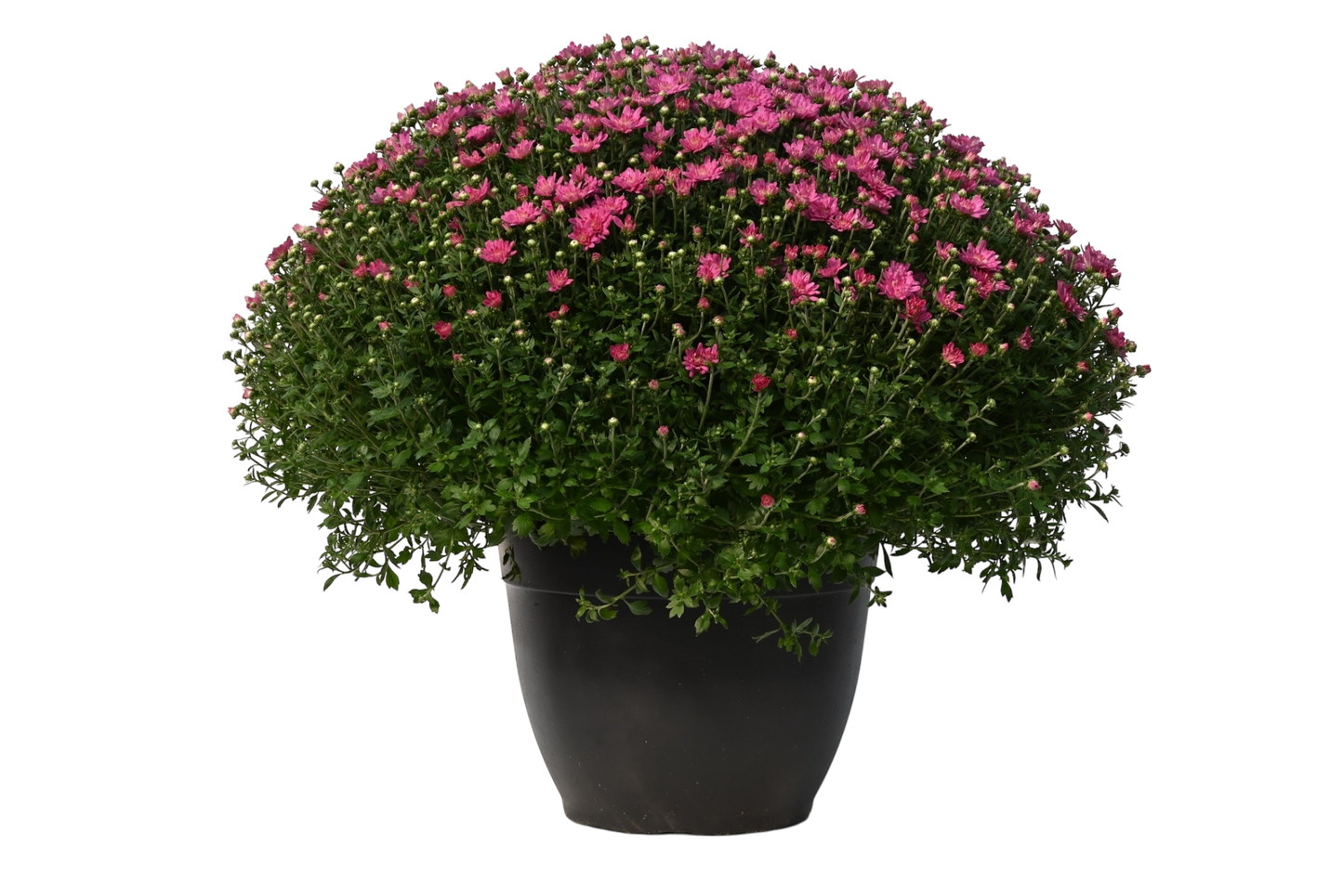 Potted Mum