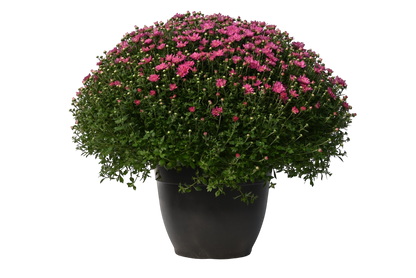 Potted Mum