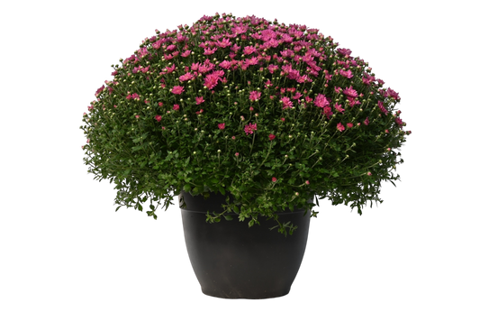 Potted Mum