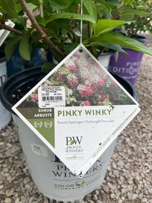 Pinky Winky Hydrangea