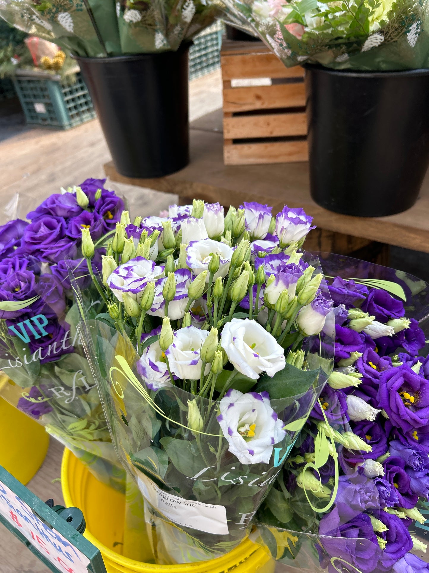 Lisianthus