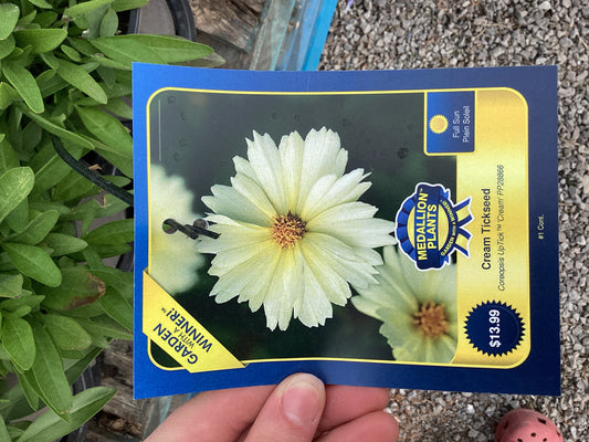 Cream tickseed