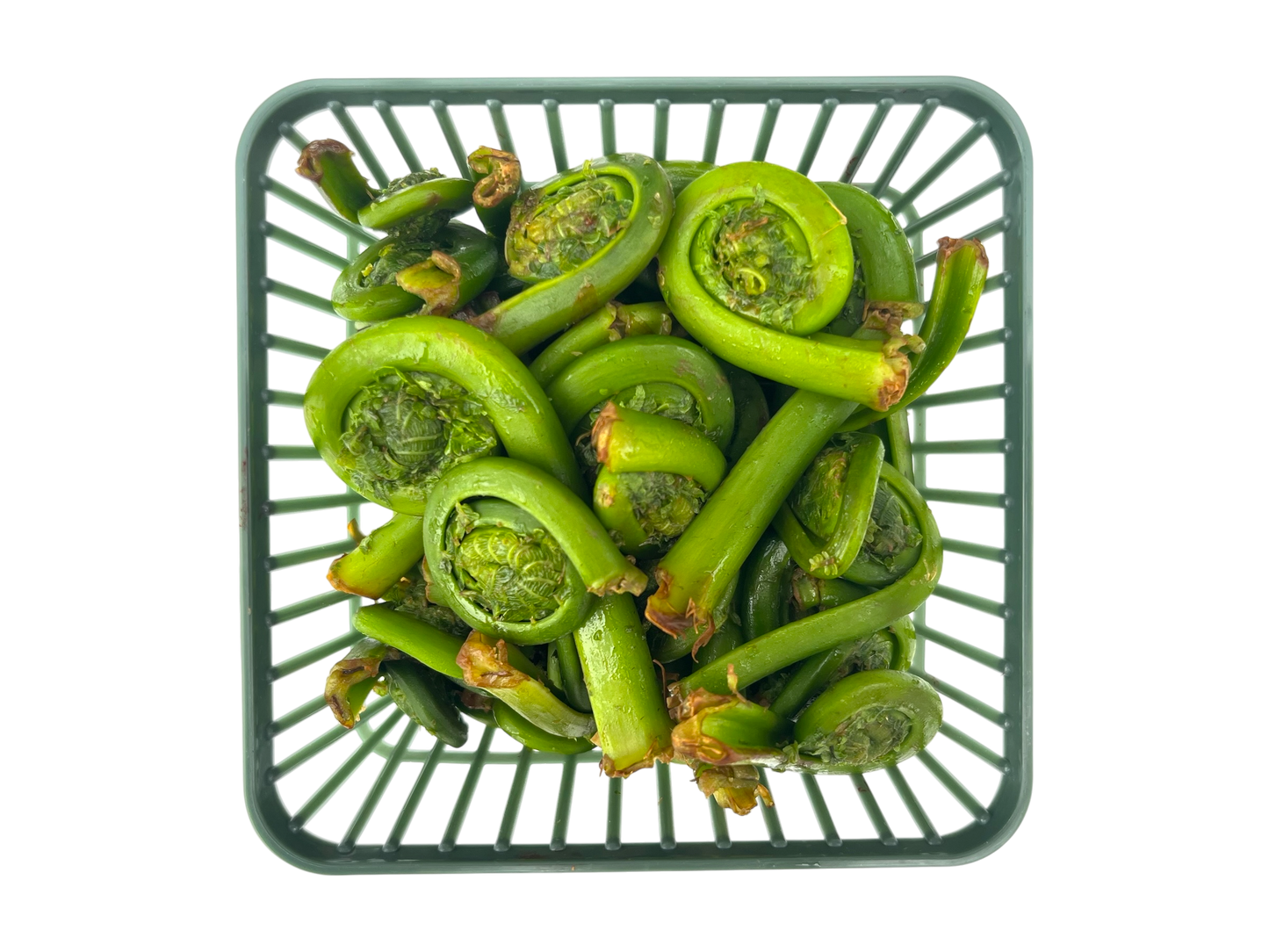 1 Quart Fiddleheads