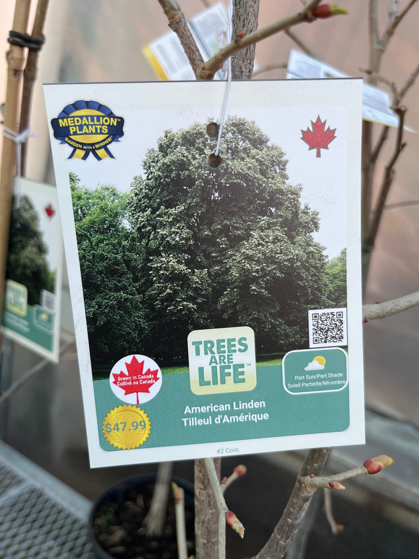 American linden
