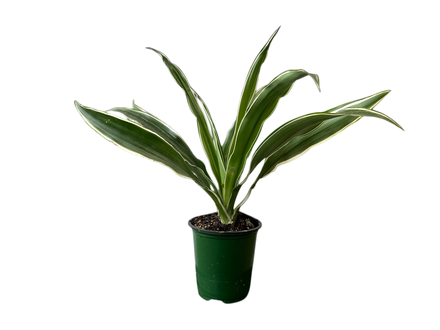3.5" Dracaena - Warneckii