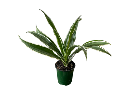 3.5" Dracaena - Warneckii