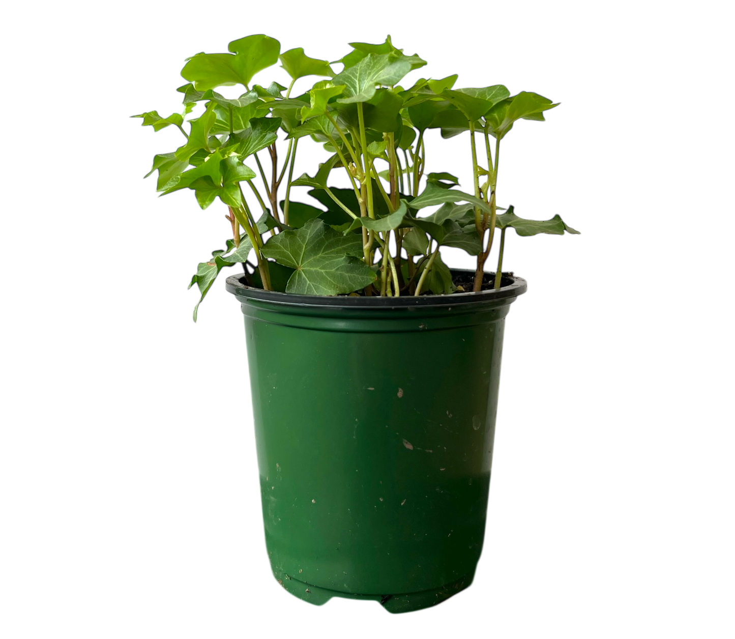 3.5" Ivy