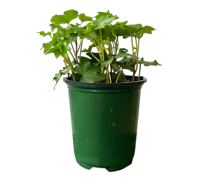 3.5" Ivy