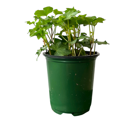 3.5" Ivy