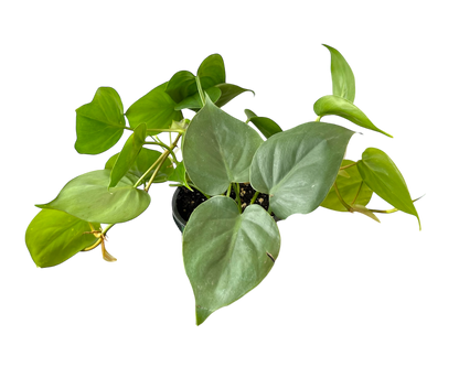 3.5" Philodendron