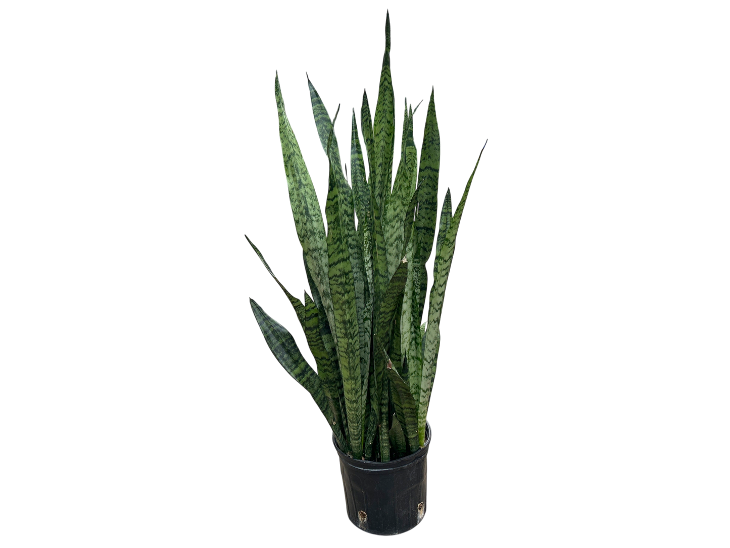 10" Snake Plant