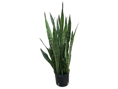 10" Snake Plant