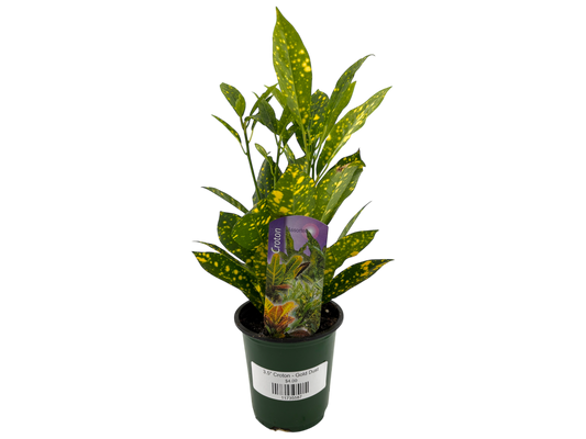 3.5" Croton - Gold Dust