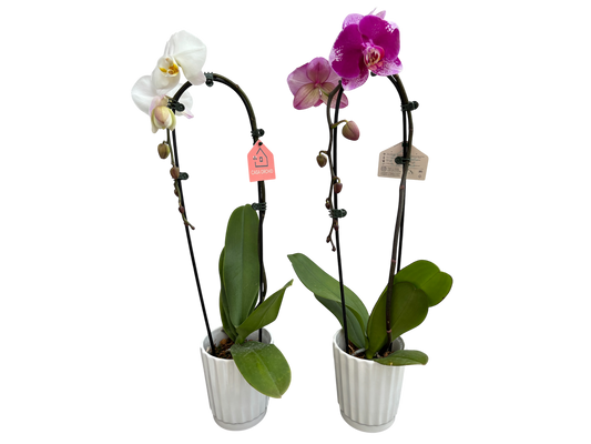 5" Phalaenopsis Orchids - Waterfall in Ceramic Pot