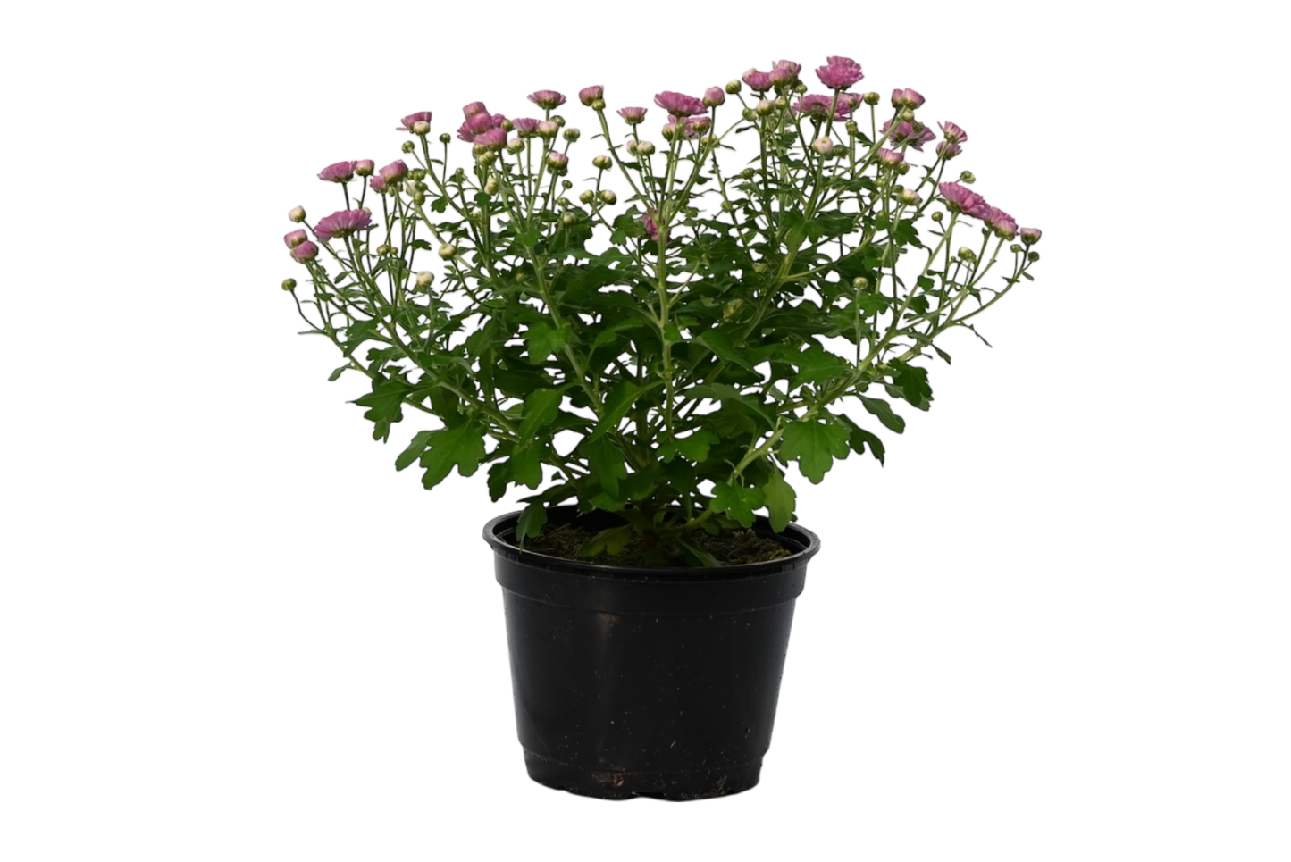 6” potted mum