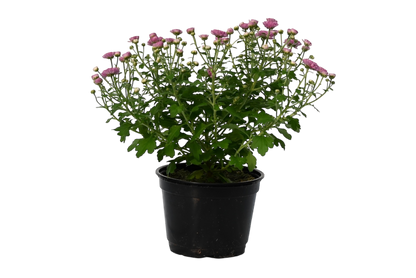 6” potted mum