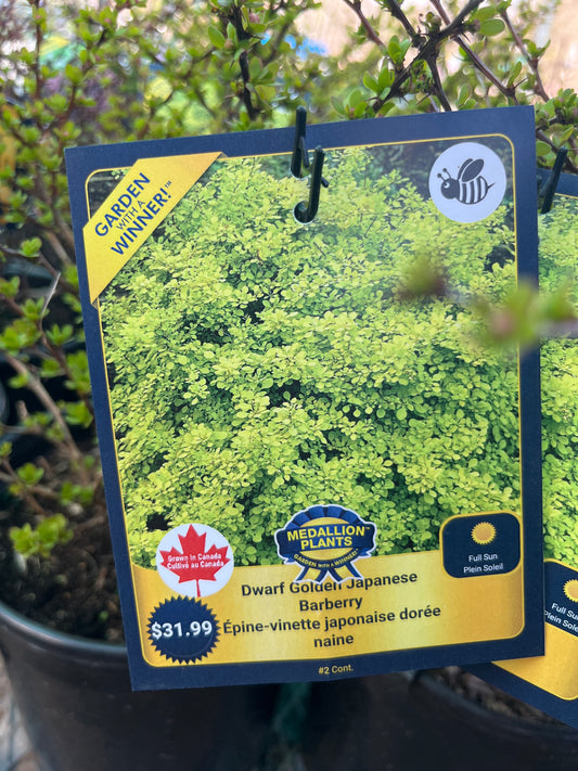Dwarf golden Japanese barberry