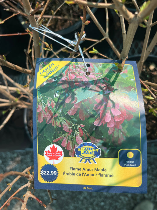 Flame Amur Maple
