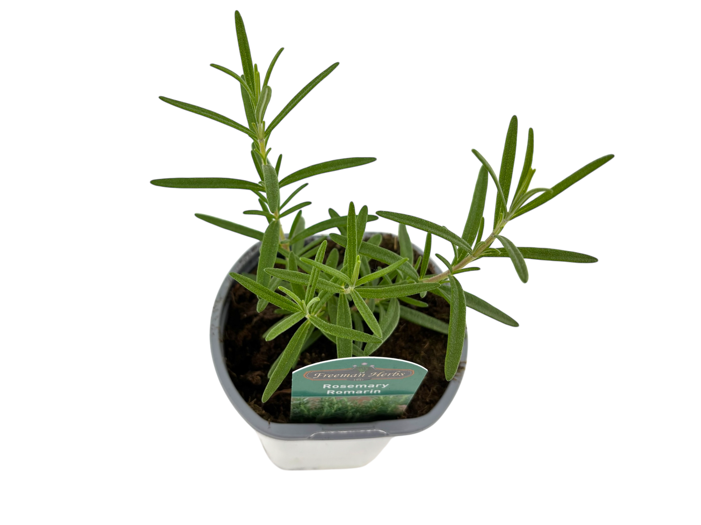 4" Rosemary