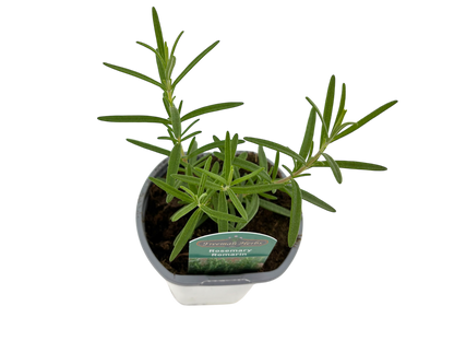 4" Rosemary