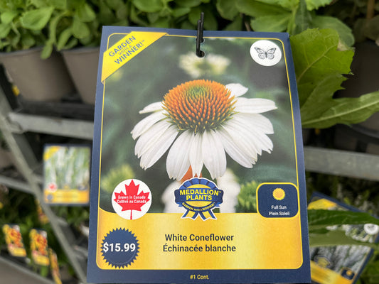 White Coneflower