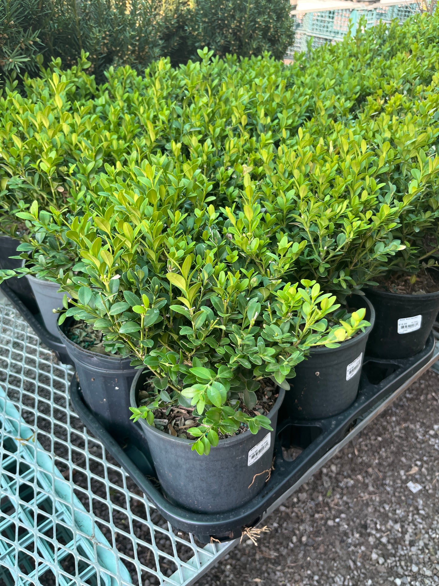 Buxus green mountain
