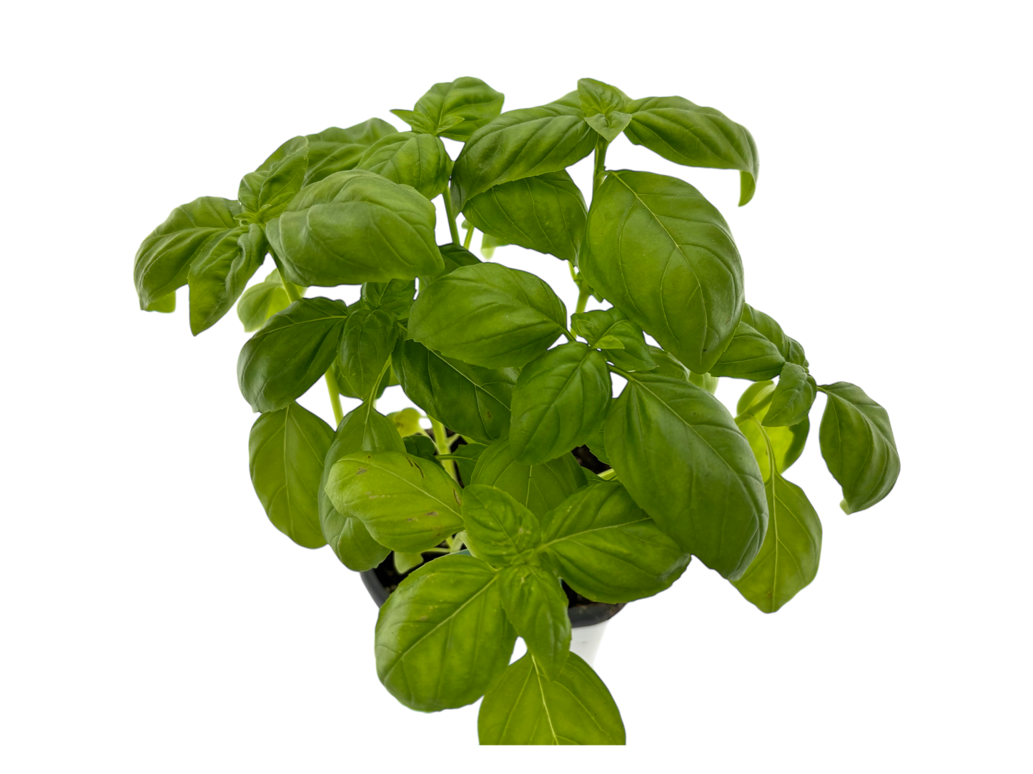 4" Genovese Basil